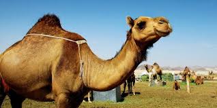 Not a single ms., however, gives that reading, and the latter word, which is not found in any classical greek author, is supposed by the best scholars ( e.g., liddell and. Saudi Man Divorces Wife Because She Was In Love With A Camel Huffpost Uk