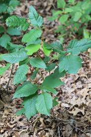 But wash your clothes as soon as you're finished, and rinse your washing machine thoroughly, to be sure all traces of the oil are removed. Poison Ivy Poison Oak And Similar Plant Identification Oklahoma State University