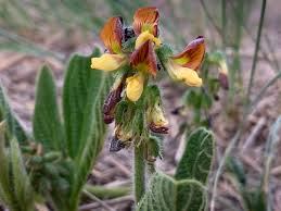 Image result for Eriosema flexuosum