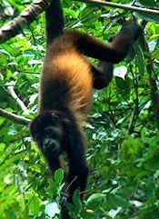 Mantled Howler Monkey Area S Where Listed As Endangered Mexico To South America The Mantled Howler Mo South America Animals Endangered Animals Howler Monkey