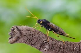 Pin By Joy Stacey Hills On Hymenoptera Macro Photos Wasp Photo