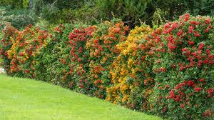 Image result for Pyracantha