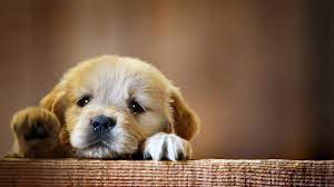 Pin By Adriana I On Hd Wallpapers Cute Puppy Wallpaper Dog Wallpaper Cute Dog Wallpaper