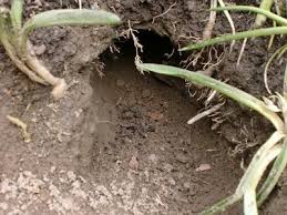 Welche löcher von welchem tier gegraben werden und wie du dagegen am besten vorgehst, erfährst du hier. Riesiges Loch Im Garten Pflanzenkrankheiten Schadlinge Green24 Hilfe Pflege Bilder