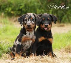 Eine grosszügige aussenanlage mit verschiedenen untergründen und spielmöglichkeiten Beauceron Hunde
