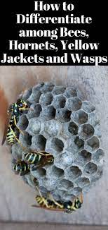 How To Differentiate Among Bees Hornets Yellow Jackets And Wasps Wasp Hornet Yellow Jacket