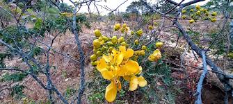 Image result for Senna singueana