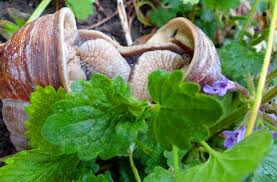 Diese weinbergschnecke sucht bei uns im garten vergeblich nach einem weinberg und auf dem rasen scheint sie recht grossen auslauf zu haben, aber etwas fressbares ?? Schnecken Im Garten Reduzieren