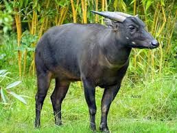 the descriptive text of anoa full description of anoa anoa s habitat anoa s prey anoa s nest anoa s pictures anoa s multiply anoa s life anoa s test anoa s mating anoa s typical anoa s body teks deskriptif tentang the descriptive text of anoa full
