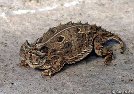 Image result for Stenostelma corniculatum