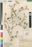 Image result for Crotalaria podocarpa