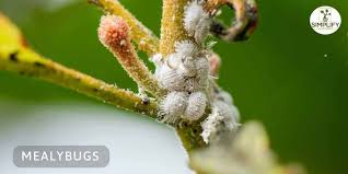 Image result for Mealybug cucumber