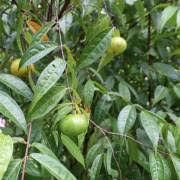 Image result for Eugenia natalitia