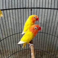 Simak saja prediksi anakan lovebird hasil kawin silang berikut ini. Lutinomatahitam Instagram Posts Gramho Com