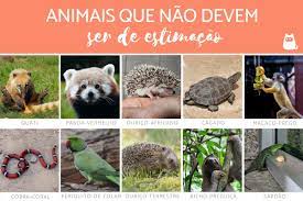 16 Animais Que Nao Devem Ser De Estimacao
