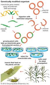 Genetic modification (gm) technology allows the transfer of genes for specific traits between species using laboratory techniques. Genetically Modified Organism Definition Examples Facts Britannica