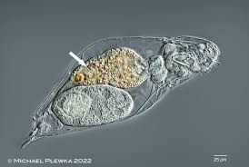 Image result for Eragrostis rotifer