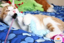 Kittens are very playful, but it depends on the type. Toys For Kittens How To Calm Down Hyperactive Cats Love Ferplast