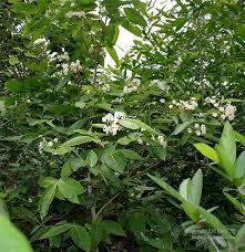 Image result for Holarrhena pubescens
