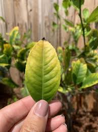 I believe this leaf curl started after the transplant because the top half of the roots wasn't in soil. Ask A Question Forum Meyer Lemon Tree Leaves Yellowing And Curling Garden Org