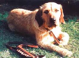 Image result for štýrský brakýř