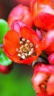 We did not find results for: Chaenomeles Japonica Sargentii Japanese Flowering Quince