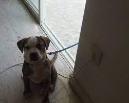 Staffordshire bull terrier — 1 bordje. English Bully Staffy Bull Terrier Dog Breed Information And Pictures