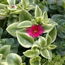 Here are nine varieties, including while succulents are generally considered desert plants that like dry conditions and bright sunlight, that's not true of all species. Dorotheanthus Mezoo Trailing Red Buy Livingstone Daisy Annuals Online