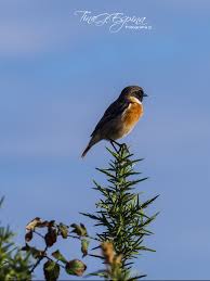 Check spelling or type a new query. Tarabilla Nortena Macho Animals Bird