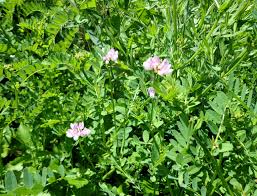 The adonis blue butterfly likes to eat from one specific plant. Crown Vetch Sercadia