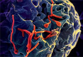 Auch durch den kontakt zu infizierten affen oder deren verzehr kann man sich anstecken. Ebola Thromben Statt Blutungen Pz Pharmazeutische Zeitung