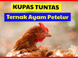 Dulu untuk memulai bertelur, seekor kalau melihat ayam jantan kamu atau tetangga kamu bertelur, jangan heran. Pakan Ayam Petelur Agar Cepat Bertelur Archives Hobi Ternak