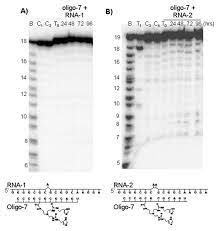Hydrolysis Of Rna By Oligo 7 Panel A Shows The Structure Of The Download Scientific Diagram