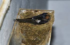 When squirrels are in your gutters it can create. Are Your Gutters A Breeding Ground For Pests