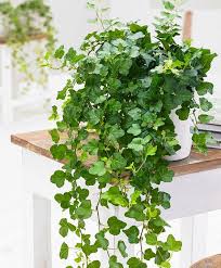 Hedera Helix Varjomuratti With Images Bathroom Plants Plants Ivy Plants