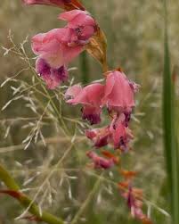 Image result for Babiana bainesii