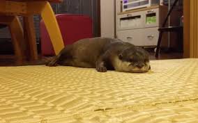 There may be no quarantine imposed on your pet when entering japan as long as the following requirements are met. Affectionate Otter Squealing For His Human S Attention Melts The Hearts Of Japanese Twitter Grape Japan