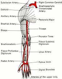 Learn more about their anatomy at kenhub! Important Seqs Of Upper Limb All Medical Data By Dr Rai M Ammar Madni