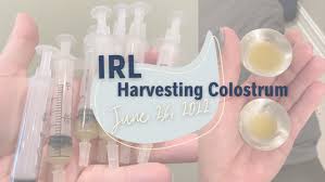 Image result for Haumaniastrum prealtum