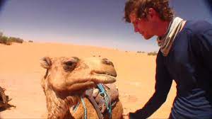 Find professional camel caravan videos and stock footage available for license in film, television, advertising and corporate uses. Long Treks Morocco Episode 6 Arabian Camel Caravan Youtube