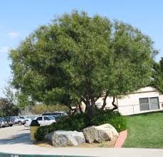 We did not find results for: City Plants Street Tree Species List