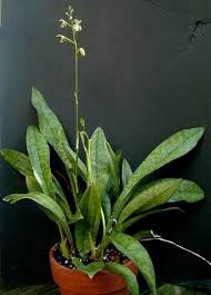 Image result for Oeceoclades