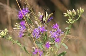Image result for Vernonia glabra