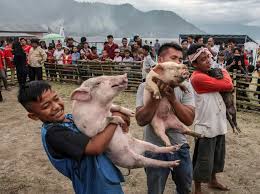 Grain & plant based ingredients: Indonesia S Halal Tourism Bid Faces Pig Pushback Egypt Independent
