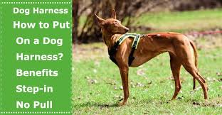 But many dog owners struggle with putting a harness on their puppy, especially if the pup is anxious or uncomfortable with the harness. Dog Harness How To Put On A Dog Harness Benefits And Step In No Pull Harness Petxu