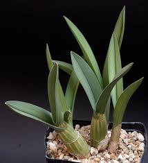 Image result for Eulophia petersii