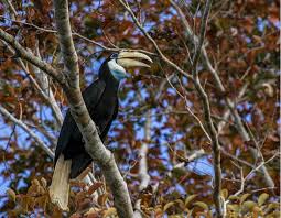 Namanya burung rangkong atau burung enggang. Infopublik Rangkong Burung Keramat Suku Dayak
