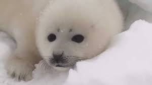 Meet The Seals Who Need Your Help Youtube