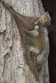 Beautiful Animals Page 379 Animals Beautiful Birds Flying Photography Funny Bird Pictures