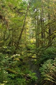 Hoh Rain Forest In Olympic National Park First Time Visitor S Guide Rainforest Forest National Parks